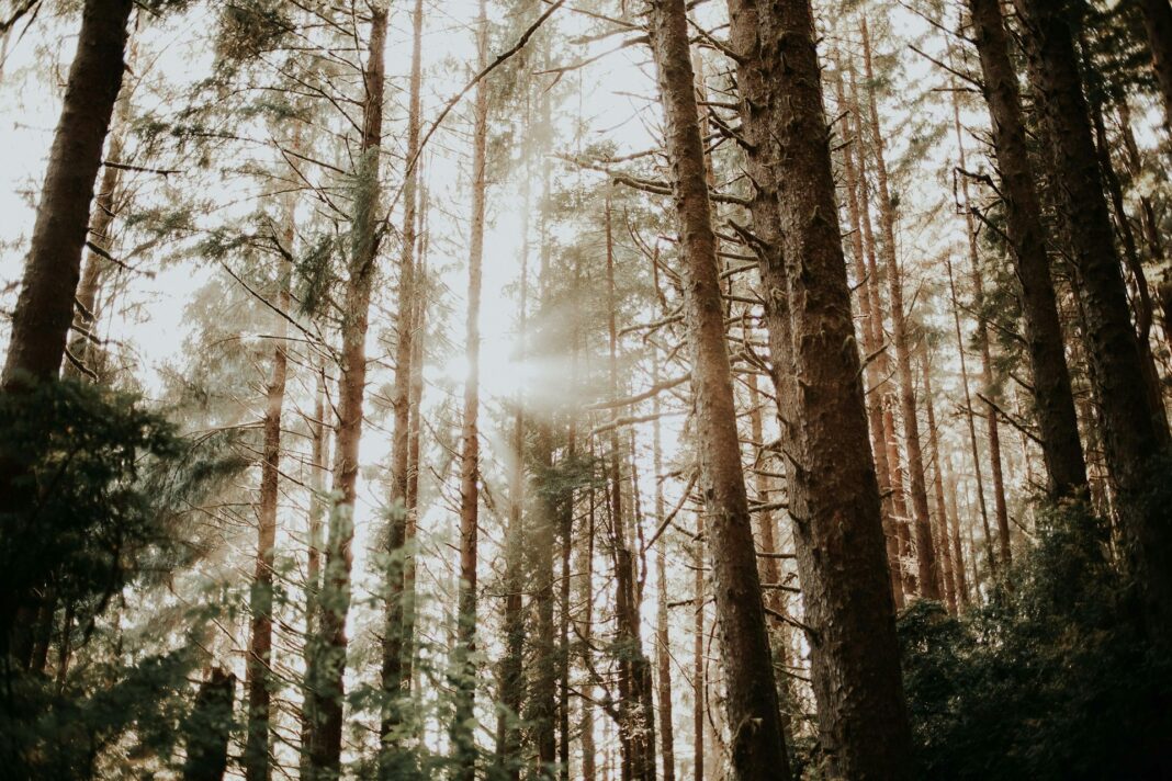 redwood forest